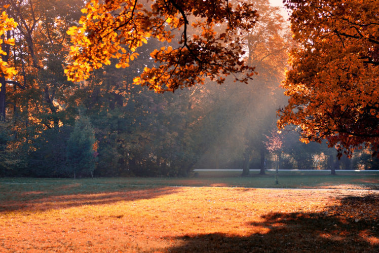 shadow, Foliage, Park, Trees, Autumn, Light HD Wallpaper Desktop Background