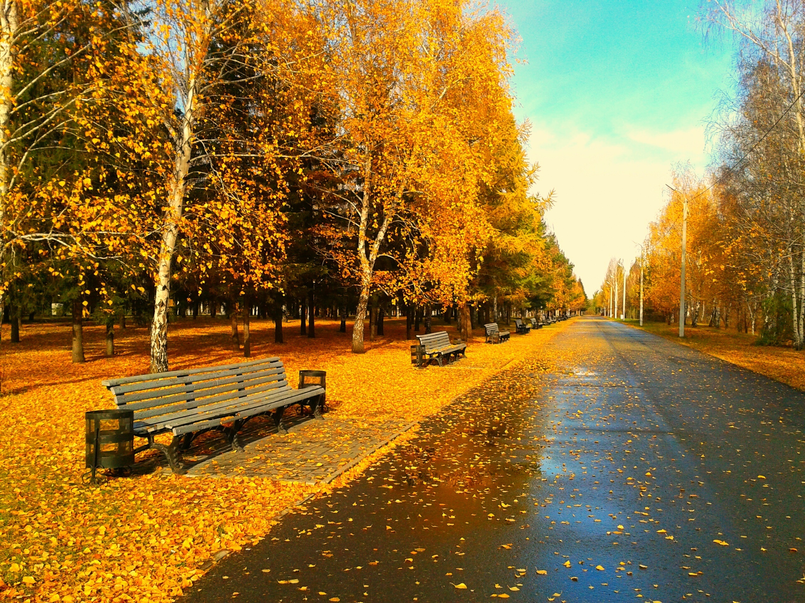 trees, Foliage, Leaves, Golden, Autumn, Bench, Bench, Park, Alley Wallpaper