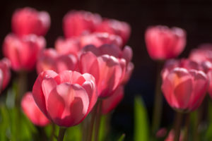 tulips, Pink, Lot, Sunny, Spring, Bokeh