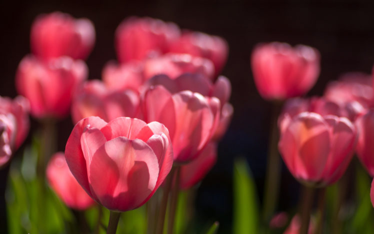 tulips, Pink, Lot, Sunny, Spring, Bokeh HD Wallpaper Desktop Background