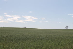 wheat, Field