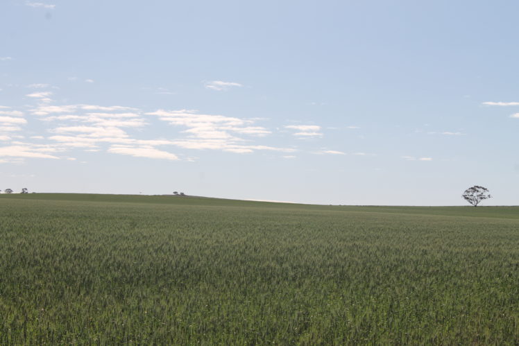 wheat, Field HD Wallpaper Desktop Background