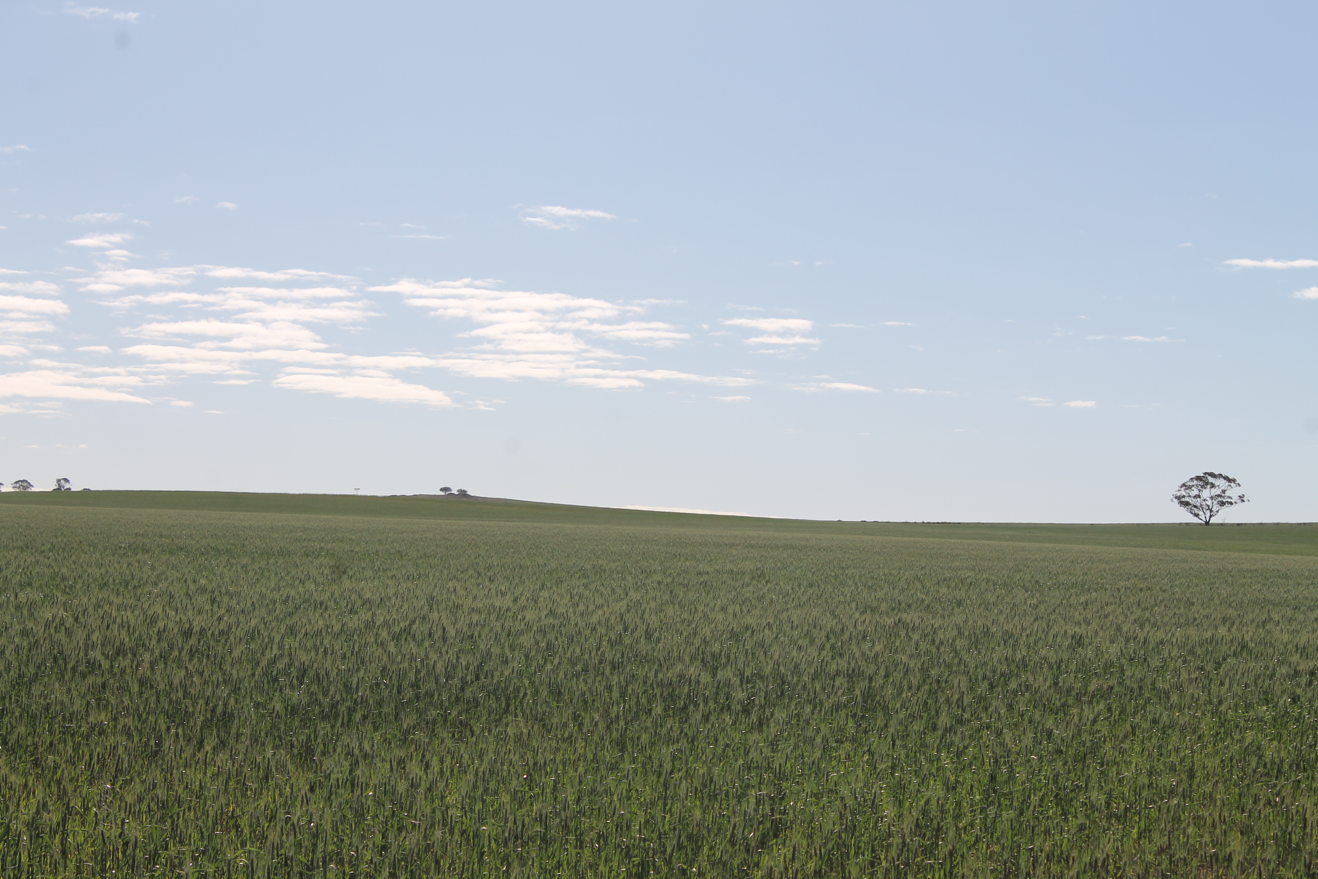 wheat, Field Wallpaper
