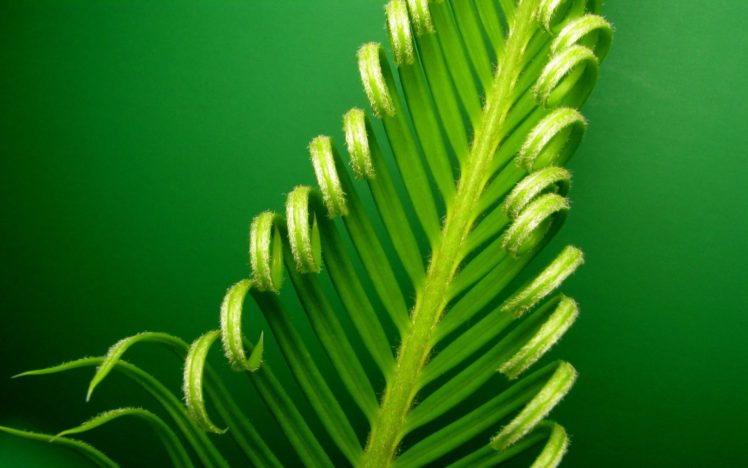 green, Nature, Leaf, Leaves, Plants, Macro, Cycas, Revoluta HD Wallpaper Desktop Background