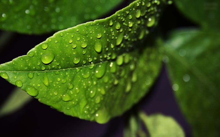 green, Nature, Leaves, Water, Drops, Macro HD Wallpaper Desktop Background