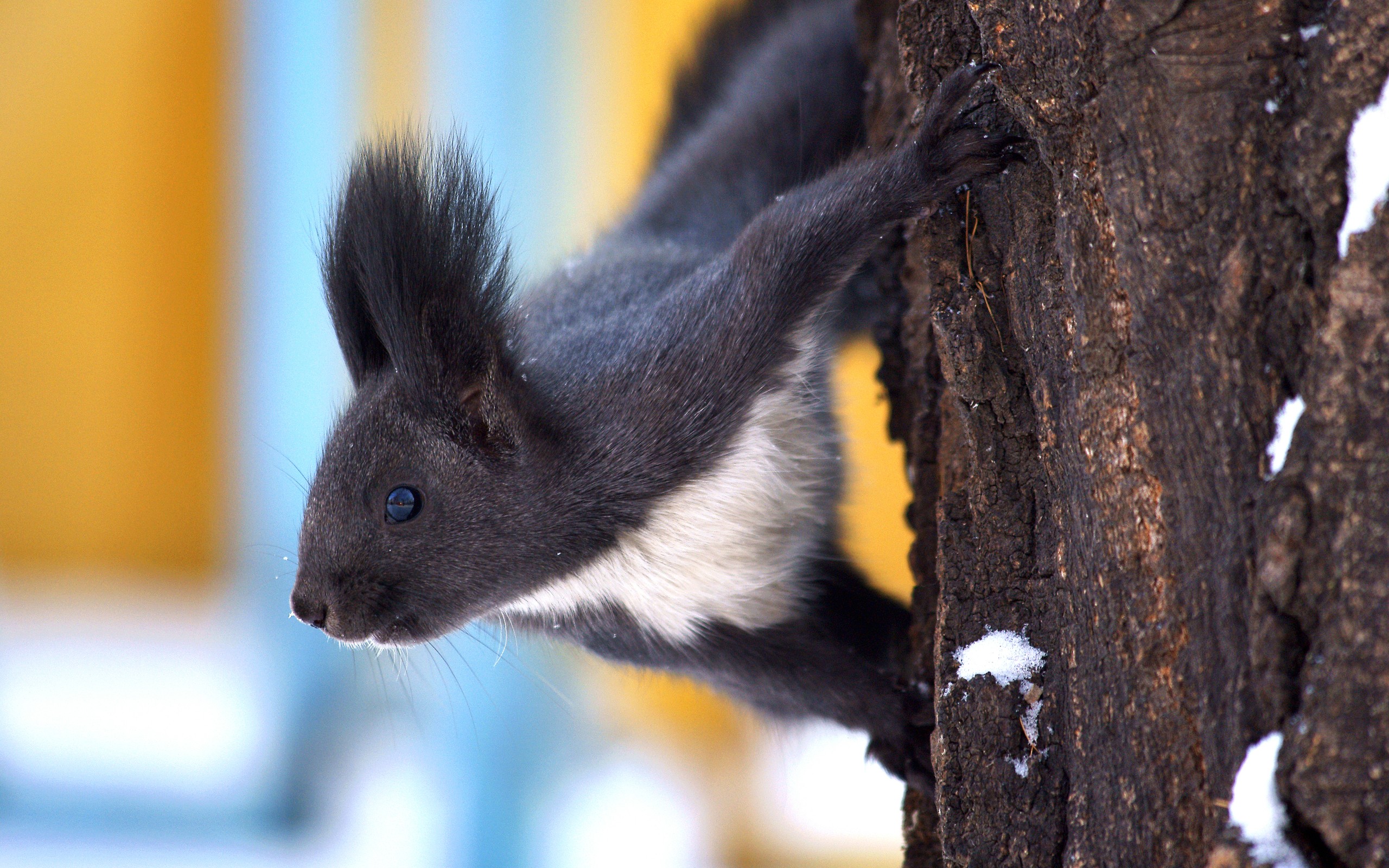 animals, Squirrels Wallpaper