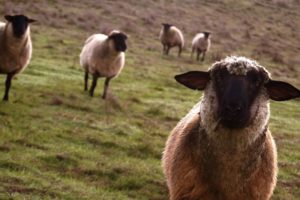 meadow, Sheep