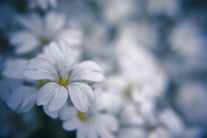 nature, Flowers, Macro, White, Flowers