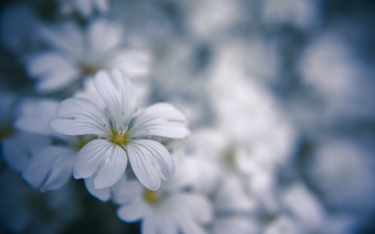 nature, Flowers, Macro, White, Flowers HD Wallpaper Desktop Background