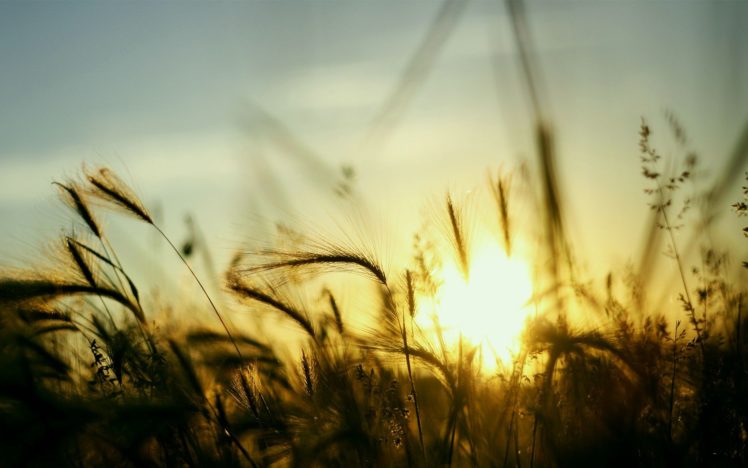 nature, Sun, Fields, Plants, Skyscapes HD Wallpaper Desktop Background