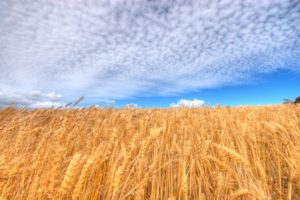 clouds, Fields, Wheat