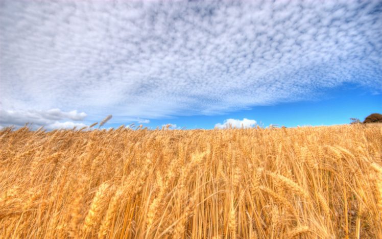 clouds, Fields, Wheat HD Wallpaper Desktop Background