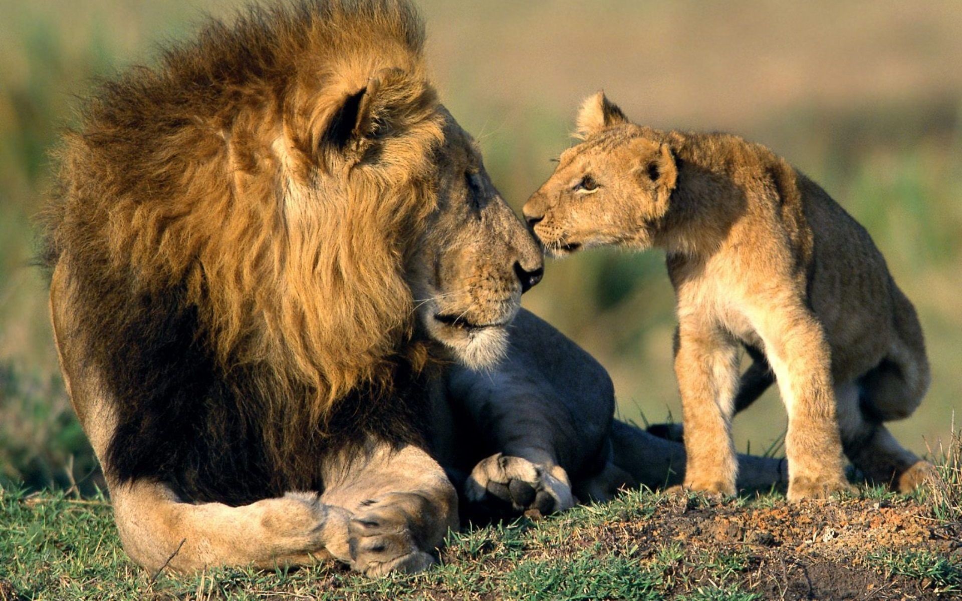 animals, Lions, Baby, Animals Wallpaper