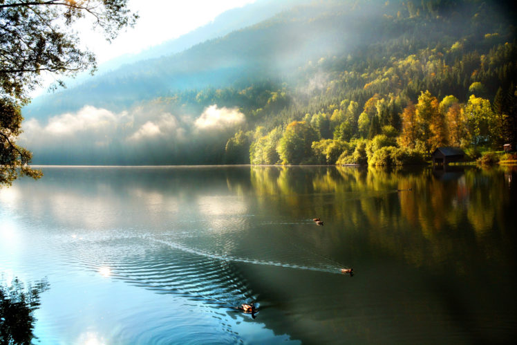 morning, Mountain, Lake, Forest, Ducks, Fog, Mood, Autumn HD Wallpaper Desktop Background