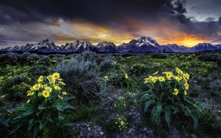 sunset, Mountains, Field, Flowers, Landscape HD Wallpaper Desktop Background