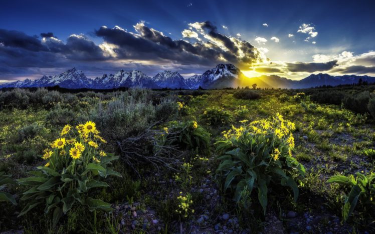 sunset, Mountains, Field, Flowers, Landscape HD Wallpaper Desktop Background