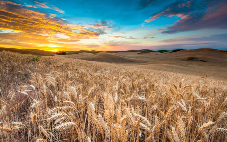 nature, Sky, Landscape, Field, Clouds, Wheat, Grass HD Wallpaper Desktop Background