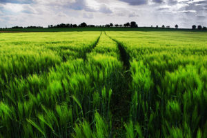 field, Ears, Landscape, Wheat, Grass