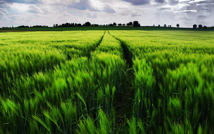 field, Ears, Landscape, Wheat, Grass HD Wallpaper Desktop Background