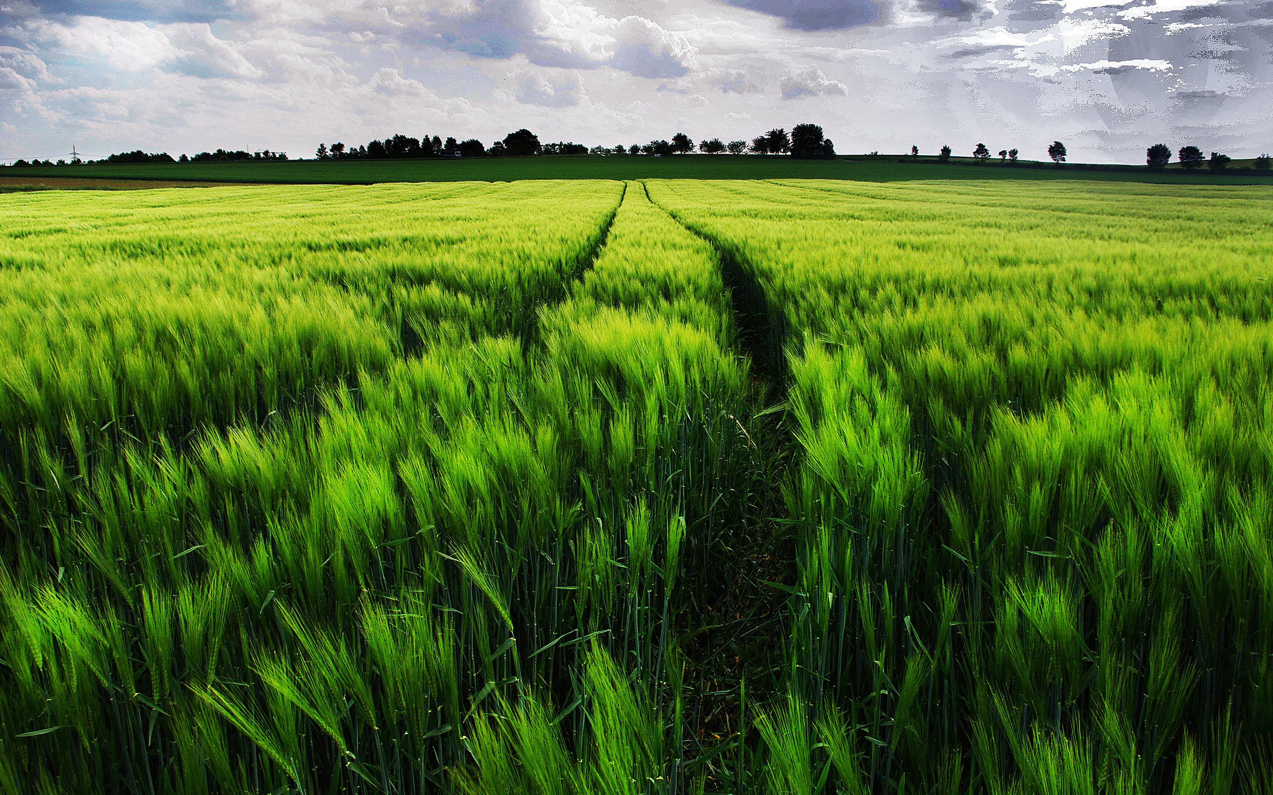field, Ears, Landscape, Wheat, Grass Wallpaper