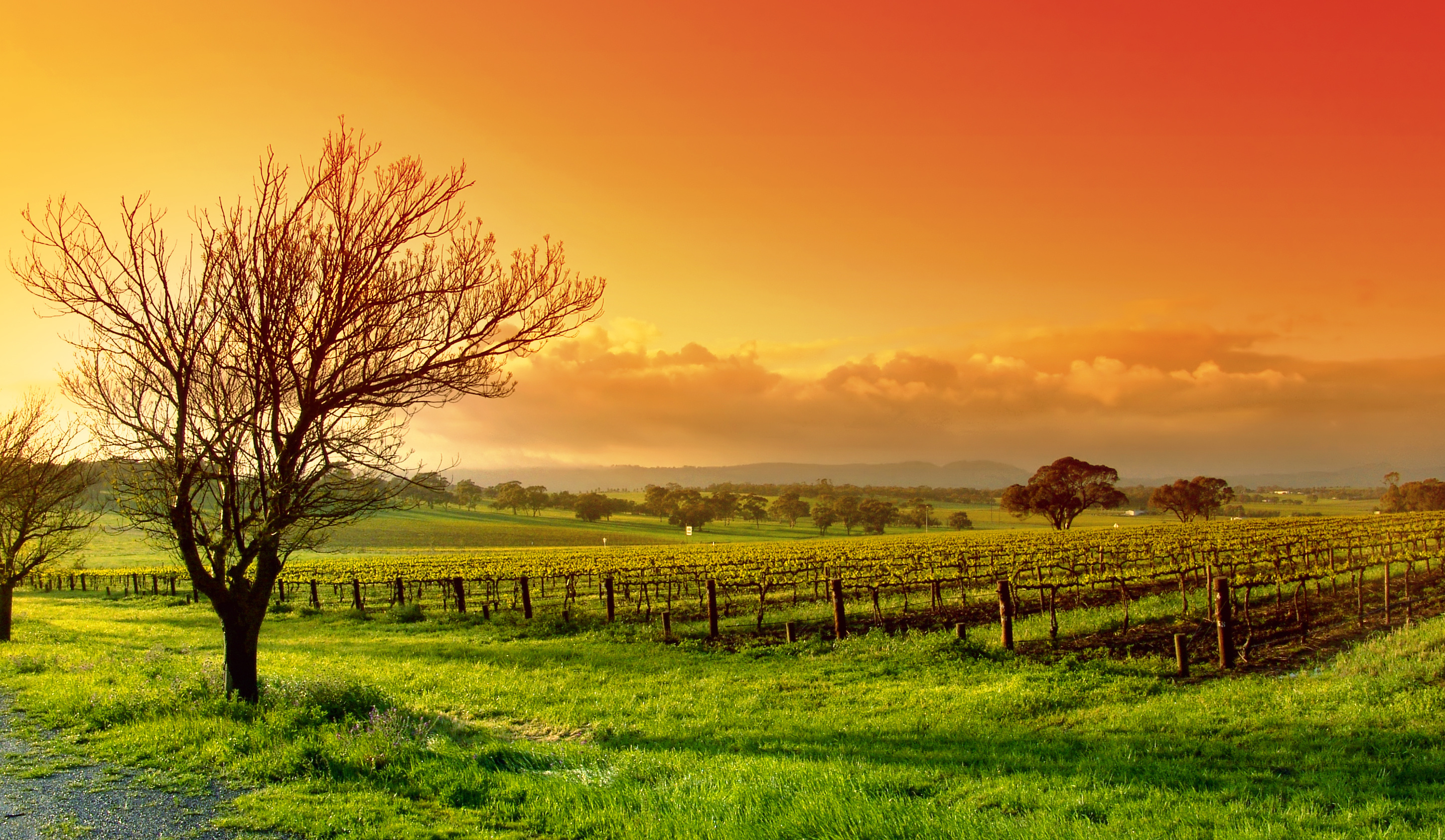 sunset, Field, Tree, Landscape Wallpaper