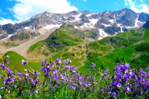 mountains, Alps, Flowers, Landscape