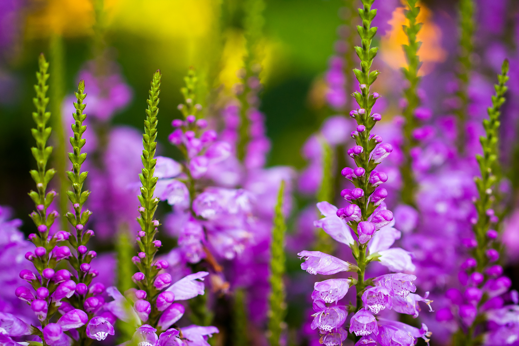 flowers, Larkspur, Field Wallpaper