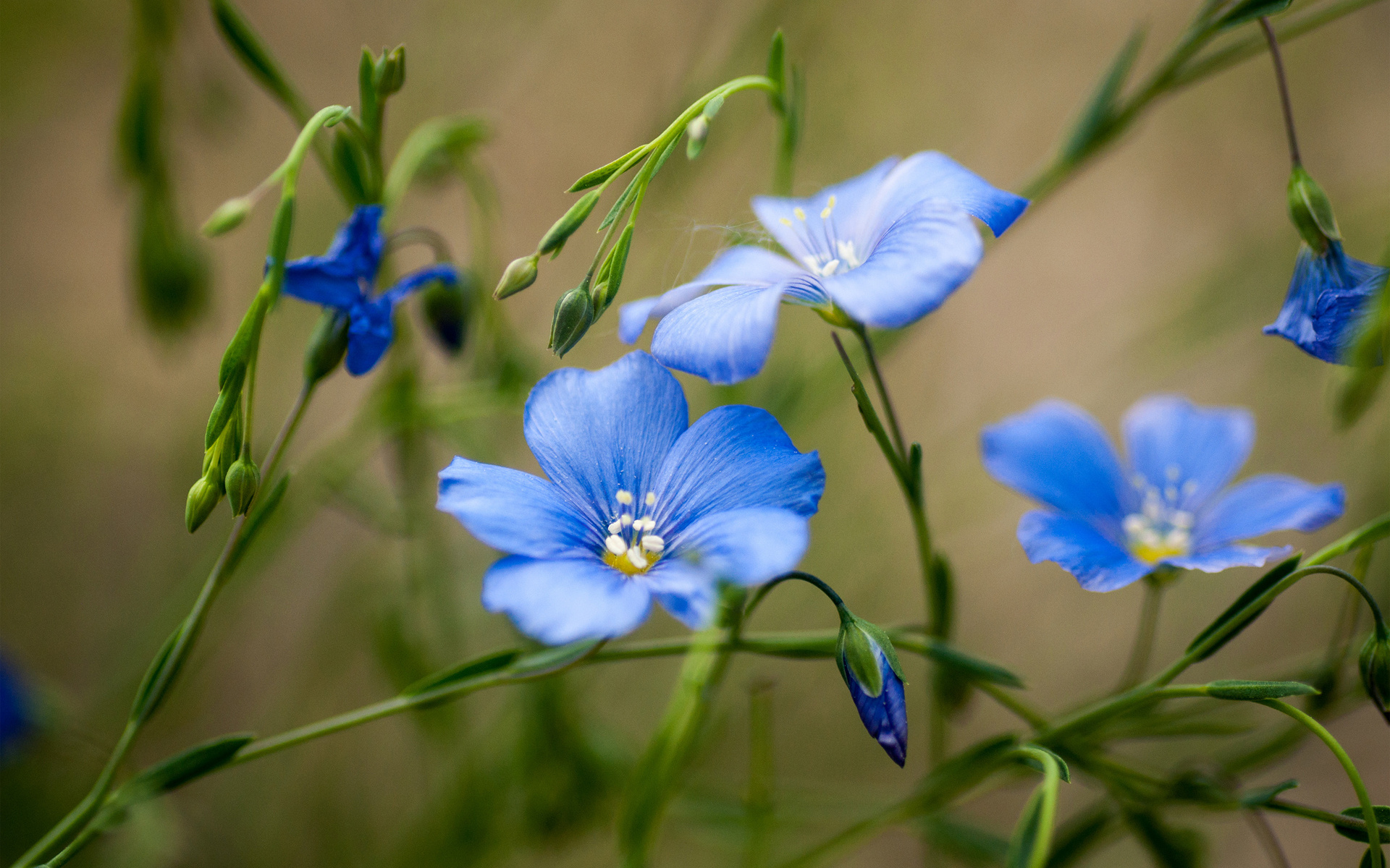 summer, Flowers, Blue, Green, Field, Bokeh Wallpapers HD / Desktop and