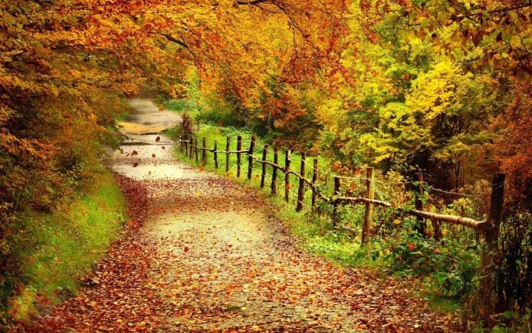 autumn, Path HD Wallpaper Desktop Background