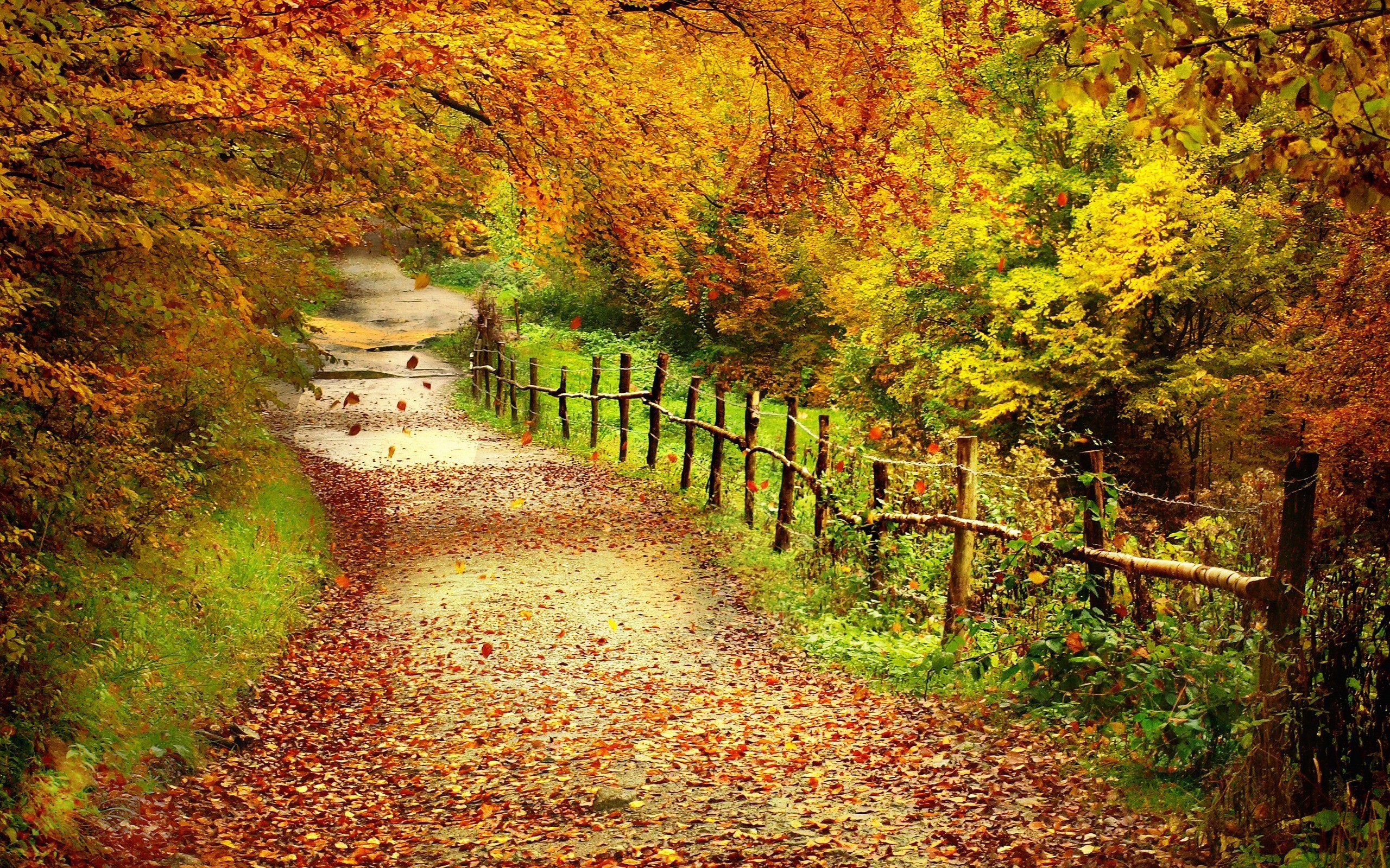 autumn, Path Wallpaper