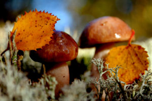 nature, Mushrooms, Autumn, Moss
