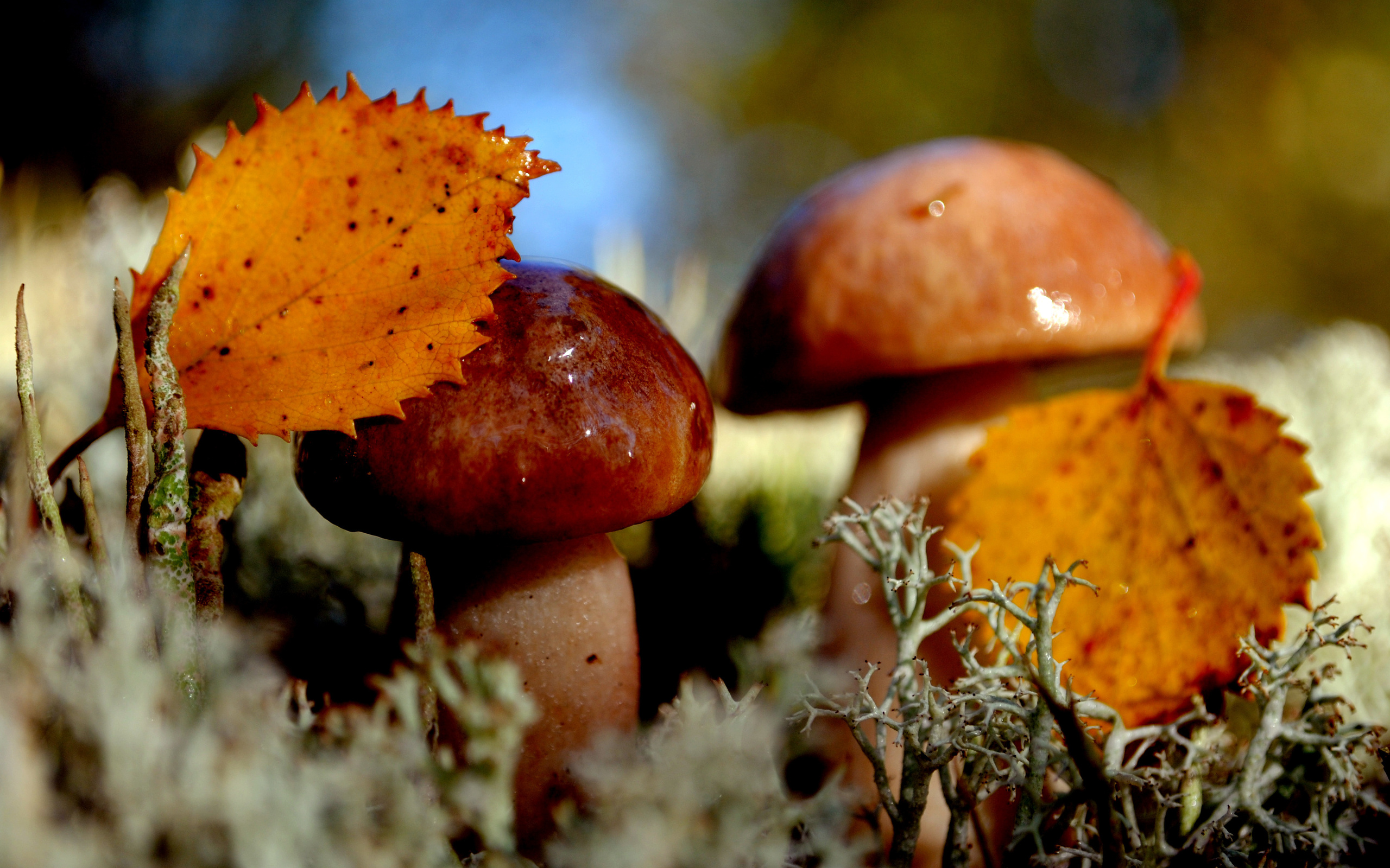 nature, Mushrooms, Autumn, Moss Wallpaper
