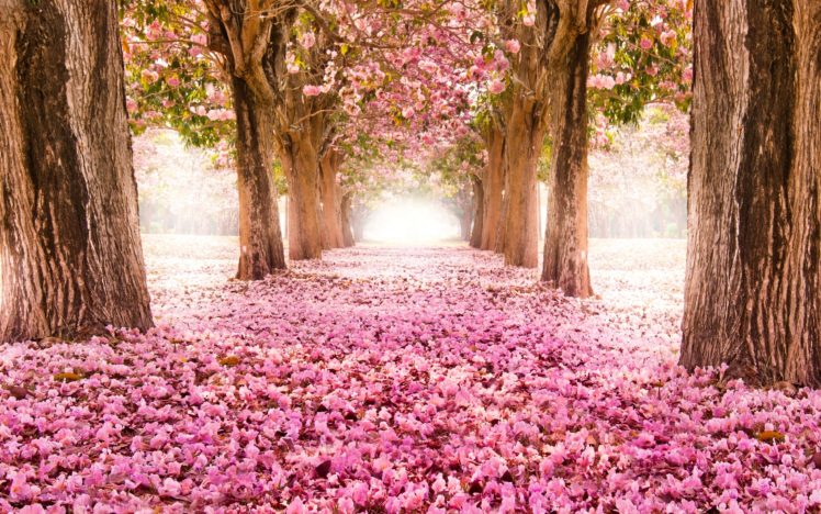 park, Road, Sakura, Alley, Flower, Blossom, Bokeh HD Wallpaper Desktop Background