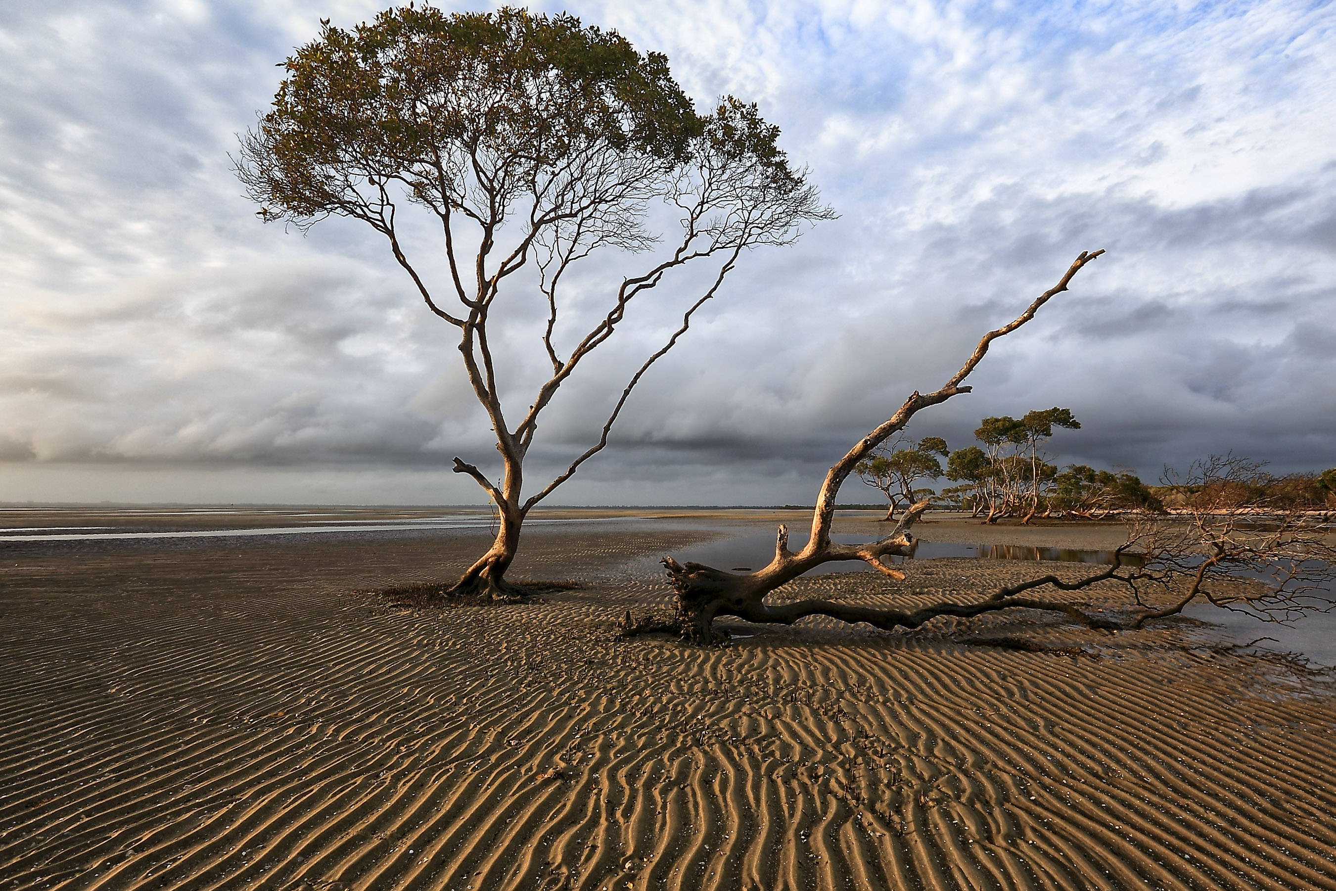 coast, Trees, Sky, Landscape Wallpaper