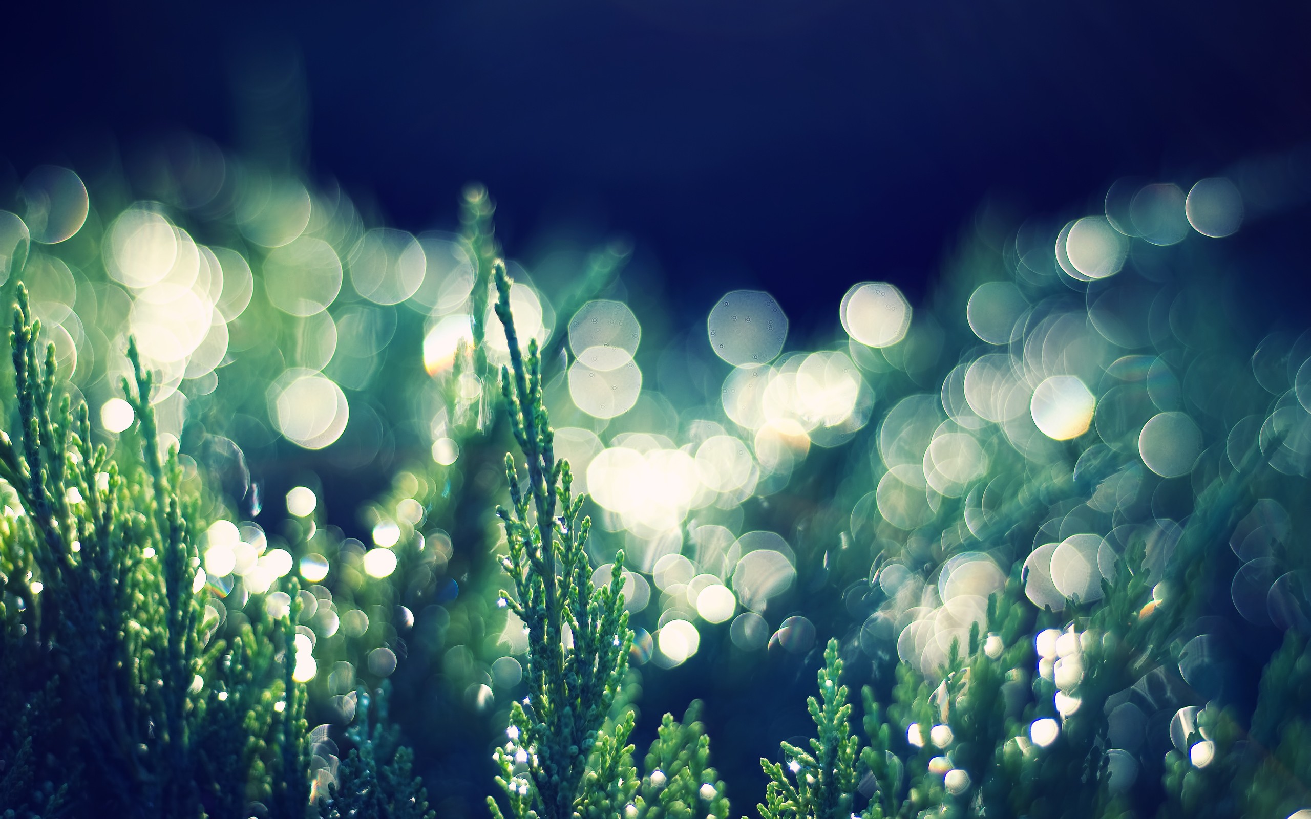morning, Bokeh Wallpaper