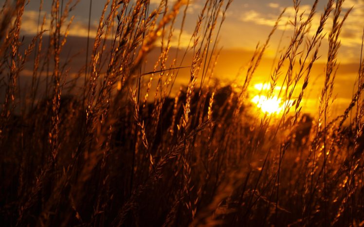sunset, Nature, Fields, Summer,  season , Plants HD Wallpaper Desktop Background