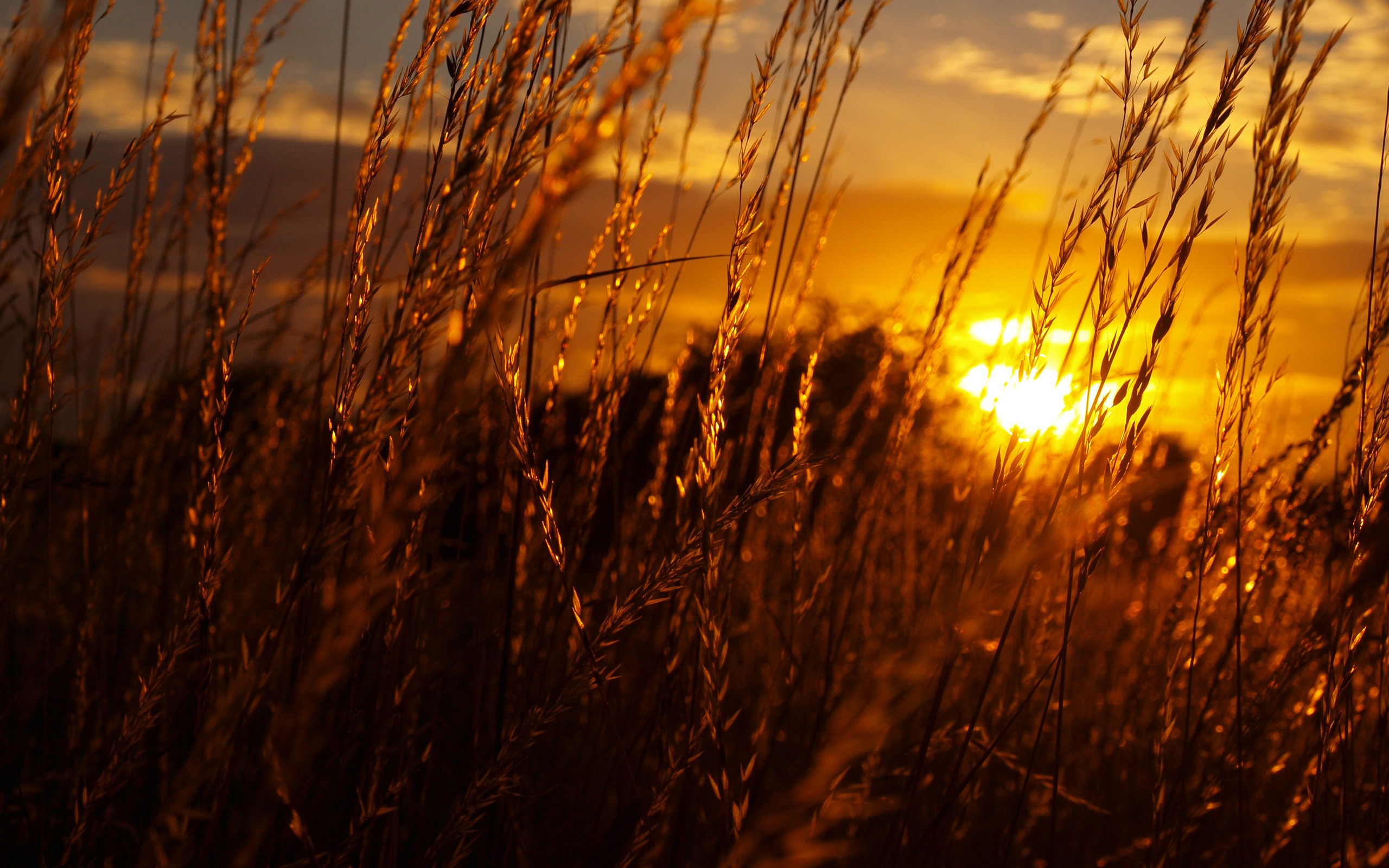 sunset, Nature, Fields, Summer, season , Plants Wallpapers HD / Desktop ...