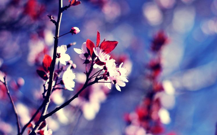 nature, Flowers, Bokeh, Macro, Branches, Pink, Flowers HD Wallpaper Desktop Background