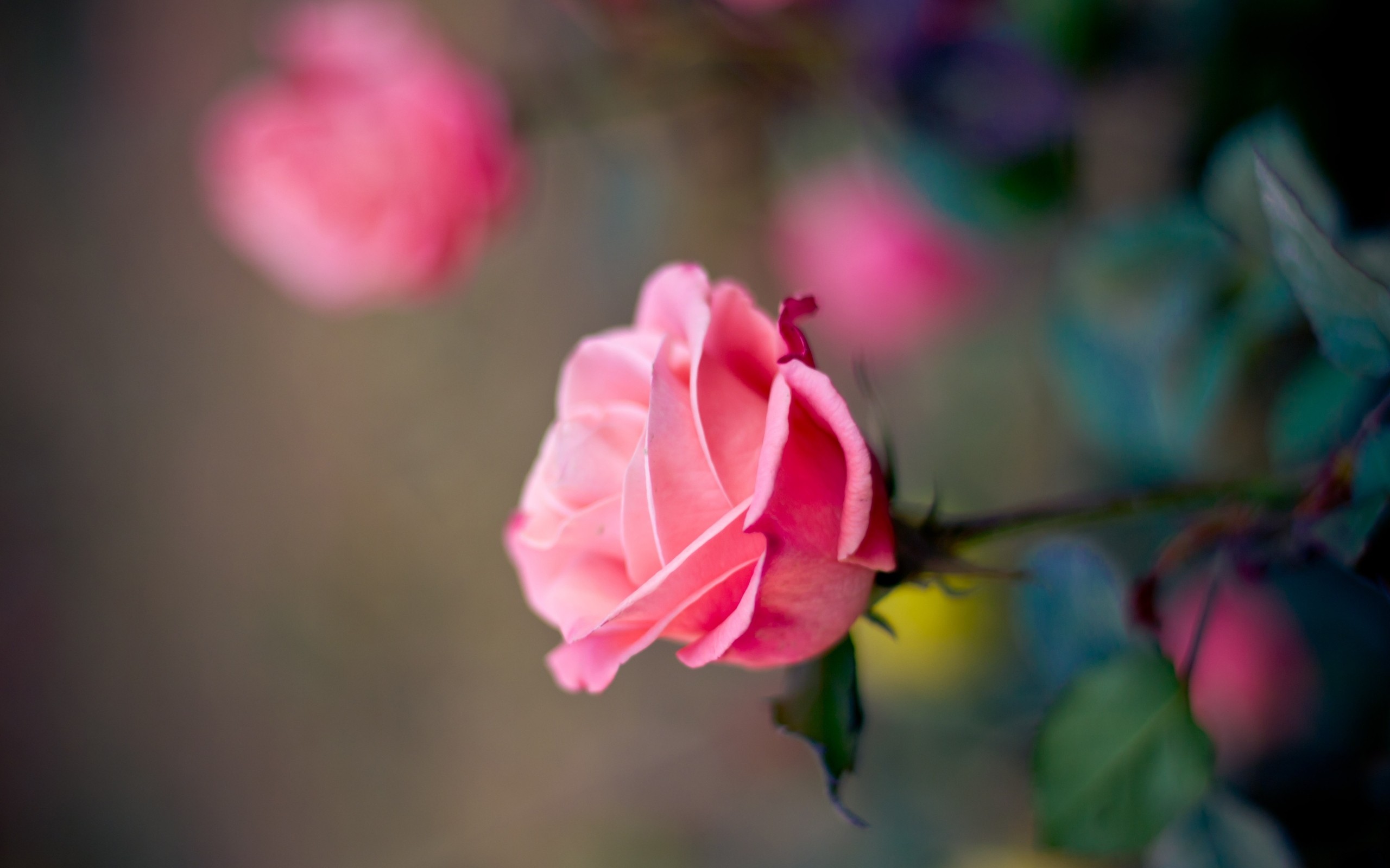 flowers, Roses Wallpaper