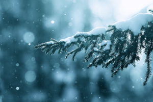 winter,  season , Snow, Trees, Lens, Flare, Bokeh, Depth, Of, Field, Branches