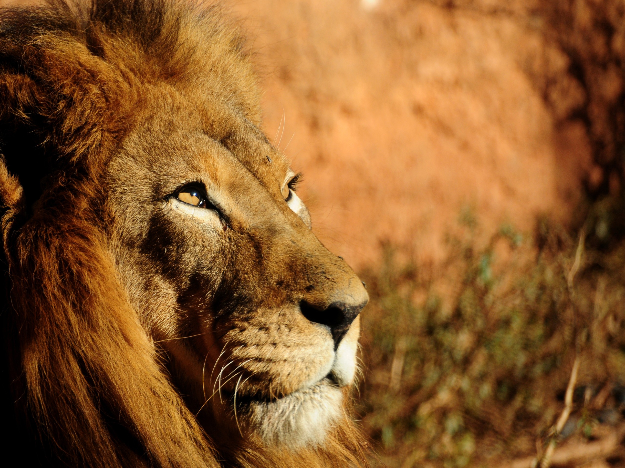 animals, Lions, Depth, Of, Field Wallpaper