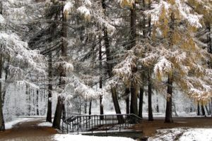 nature, Winter,  season , Snow, Trees, Forest