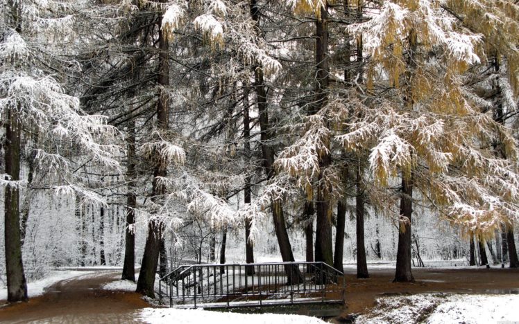 nature, Winter,  season , Snow, Trees, Forest HD Wallpaper Desktop Background