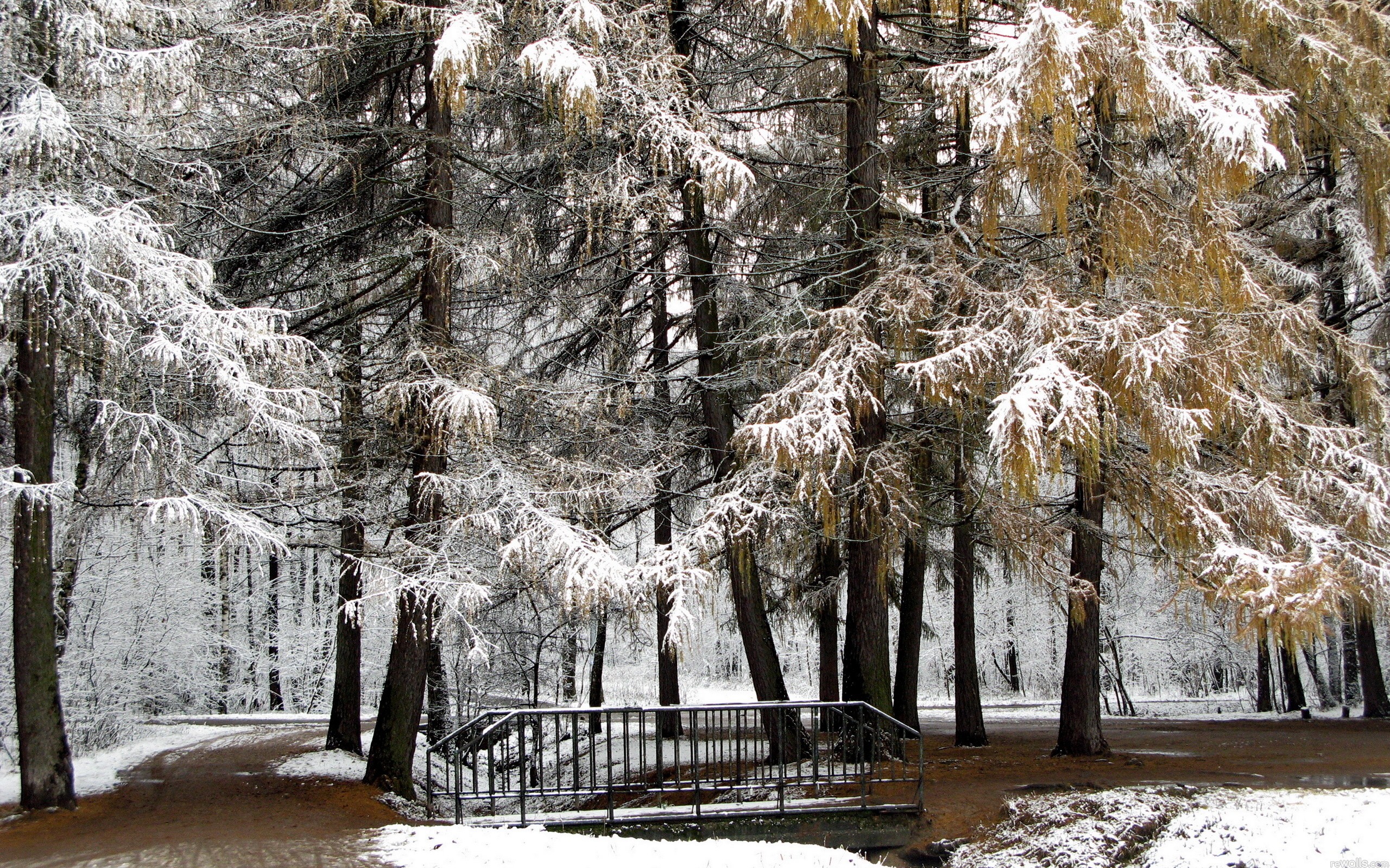 С зимой с первым снегом. Шуваловский парк. Шуваловский парк мост. Шуваловский парк деревья. Ранняя зима.