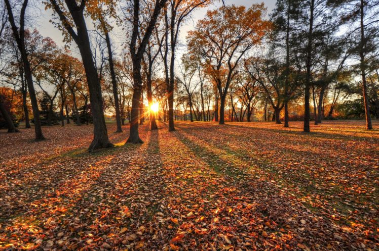 autumn, Trees, Leaves, Park, Sun HD Wallpaper Desktop Background