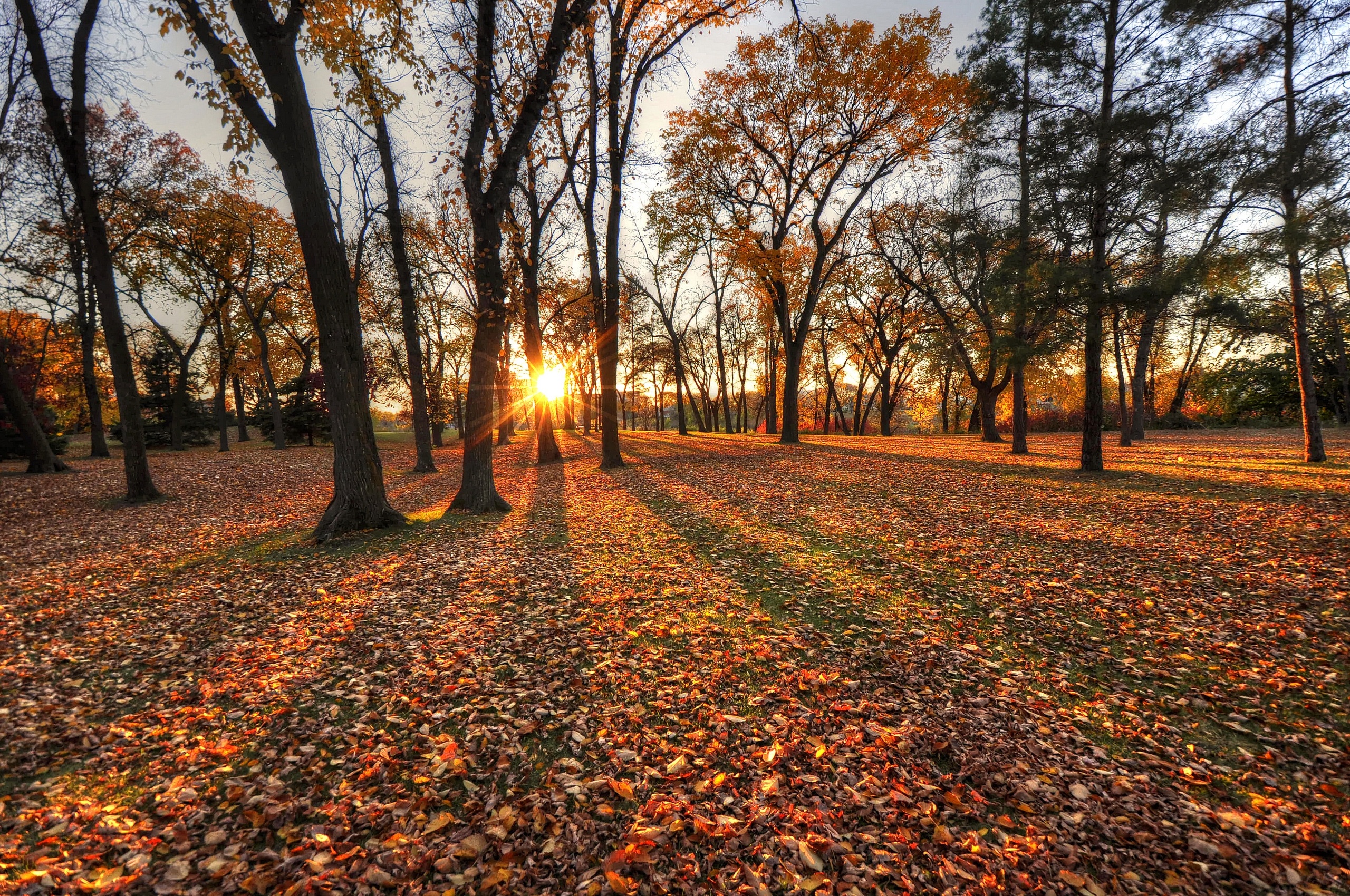 autumn, Trees, Leaves, Park, Sun Wallpaper