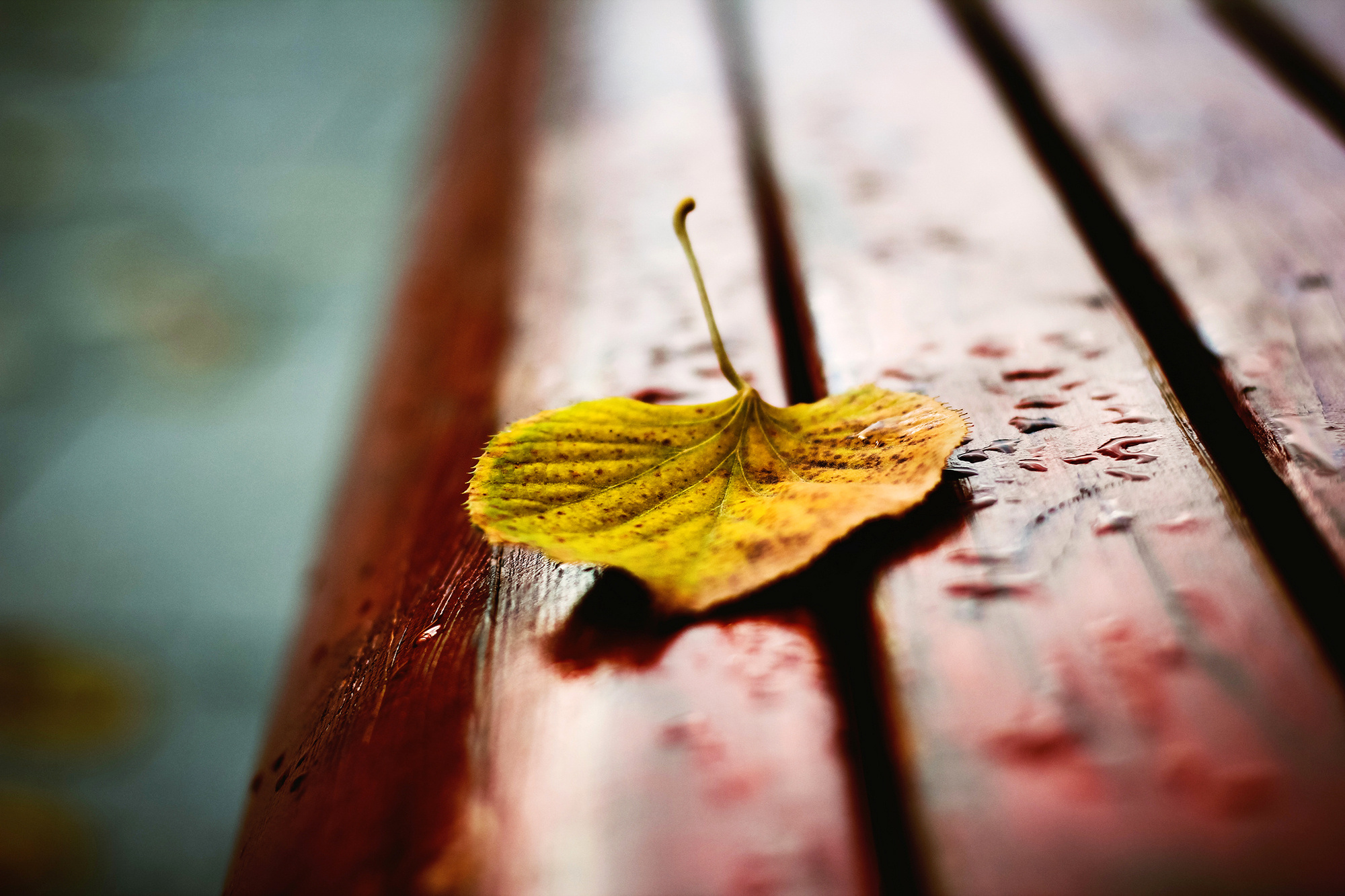bench, Autumn, Yellow, Leaf, Shop, Bokeh Wallpaper