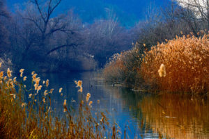 duck, Lake, Wood, Reeds, Mountains, Autumn