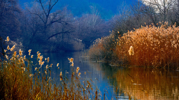 duck, Lake, Wood, Reeds, Mountains, Autumn HD Wallpaper Desktop Background