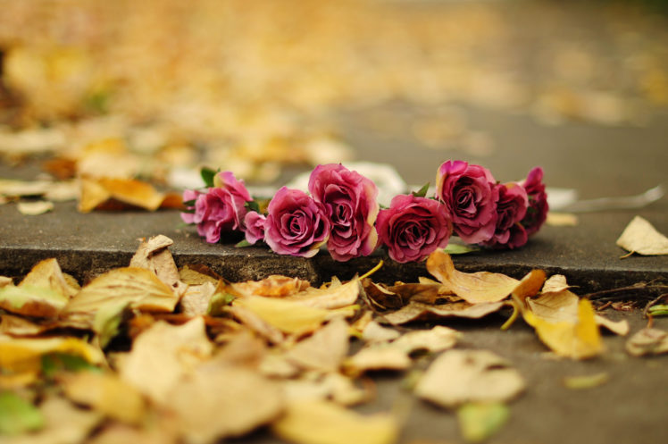 flower, Rose, Roses, Roses, Leaves, Yellow, Earth, Autumn, Bokeh HD Wallpaper Desktop Background
